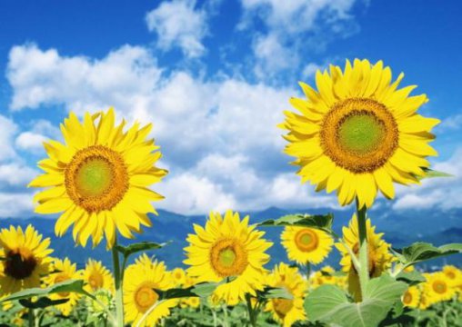 向日葵的花語是什么（向日葵有什么寓意）