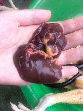 提燈是雞的什么部位，就是指雞的卵巢內外部分