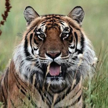 女人夢見老虎是什么預(yù)兆