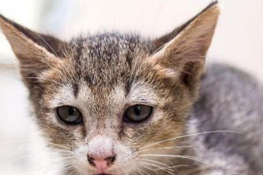 家里進貓代表什么預兆