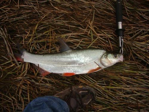 翹嘴魚叫什么名字,學名也叫做翹嘴紅鲌、噘嘴鰱子