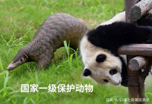 二級(jí)保護(hù)動(dòng)物有哪些