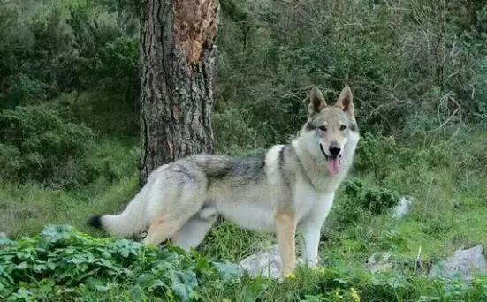 捷克狼犬多少錢一條（捷克狼犬為什么那么貴）