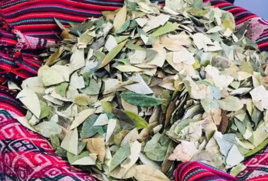 古柯主要種植在什么洲,主要種植于拉丁美洲的哥倫比亞