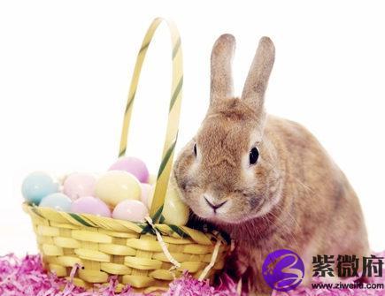 屬兔的人性格和優缺點