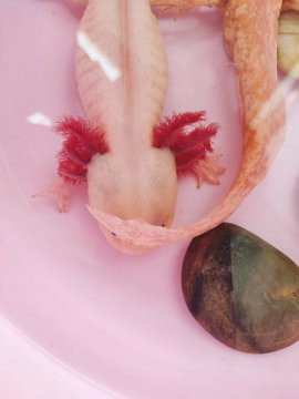 六角恐龍魚認主人嗎