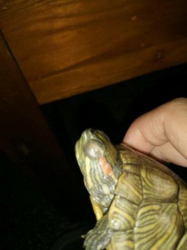 烏龜眼睛腫了睜不開怎么辦（烏龜眼睛怎么腫了）