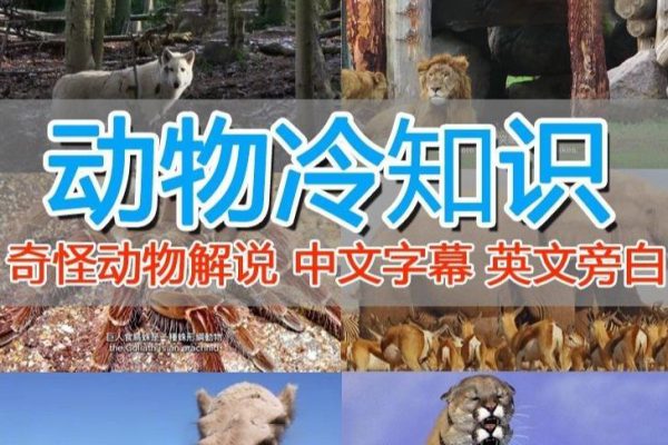 國外紀錄片解說（動物解說、美食、動畫片）