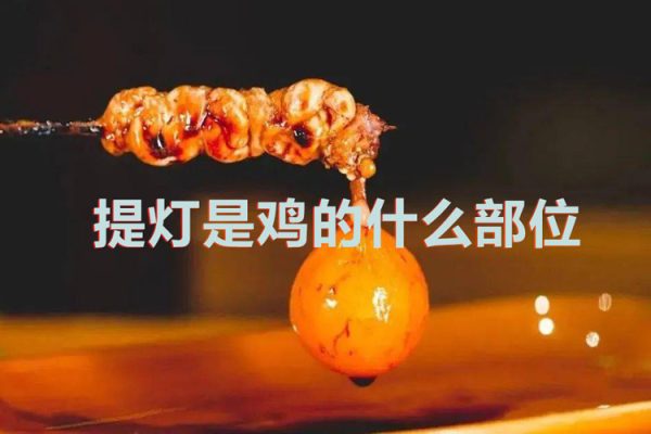 提燈是雞的什么部位（提燈有什么營養價值）
